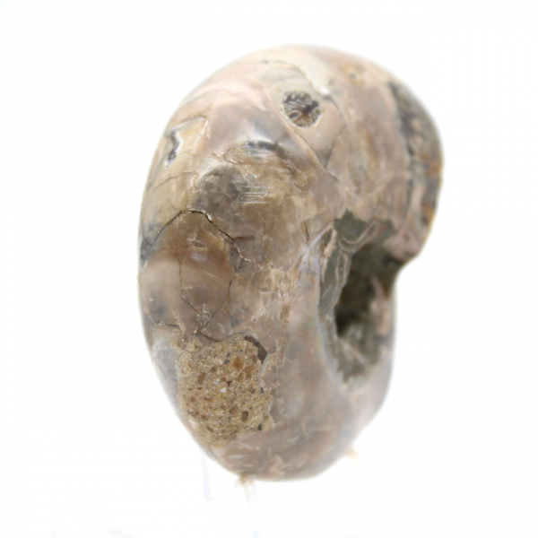 Ammonite lucidata - Piccolo esemplare da collezione dal Madagascar (80 g)