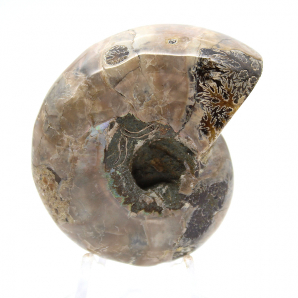 Ammonite lucidata - Piccolo esemplare da collezione dal Madagascar (80 g)