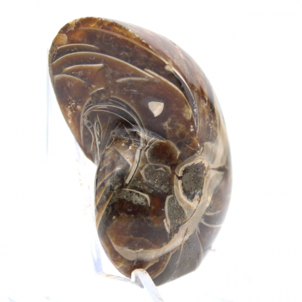 Ammonite lucidata - Esemplare di collezione stretta dal Madagascar (120 g)