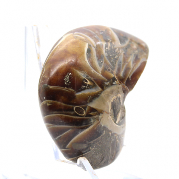 Ammonite lucidata - Esemplare di collezione stretta dal Madagascar (120 g)