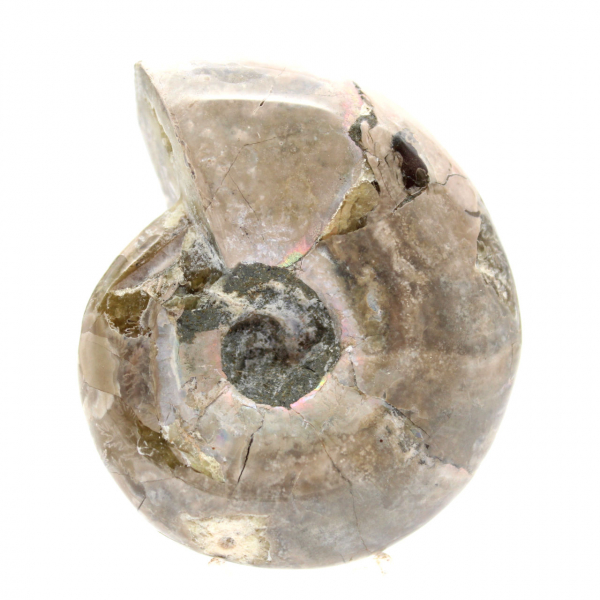 Piccolo fossile di ammonite lucidato - Pietra naturale della storia geologica
