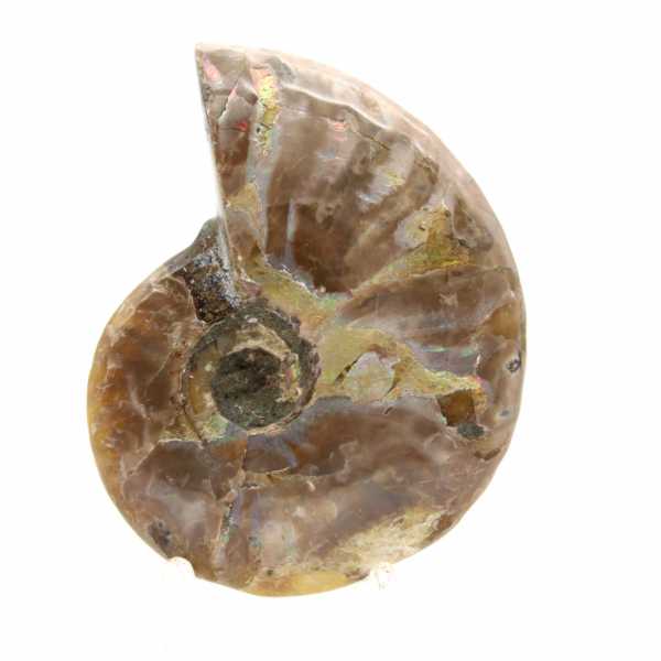 Ammonite fossile lucidata del Madagascar - Miniatura da collezione (45 g)
