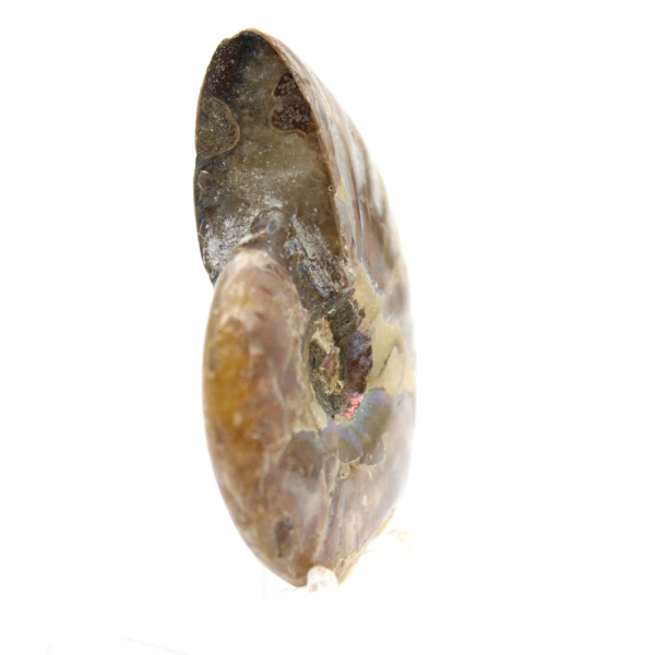 Ammonite fossile lucidata del Madagascar - Miniatura da collezione (45 g)