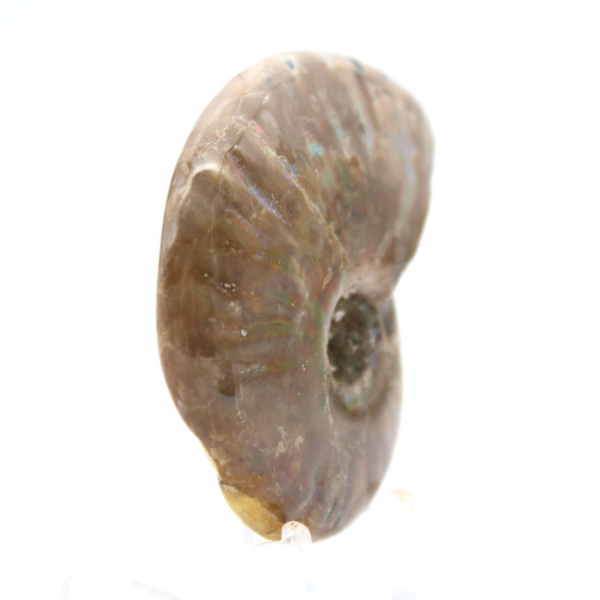 Ammonite fossile lucidata del Madagascar - Miniatura da collezione (45 g)