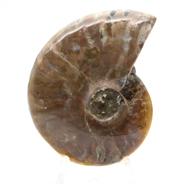 Ammonite fossile lucidata del Madagascar - Miniatura da collezione (45 g)