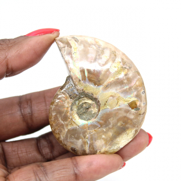 Ammonite fossile lucidata del Madagascar - Miniatura da collezione (45 g)