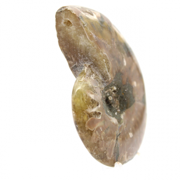 Piccolo fossile di ammonite lucidato - Esemplare autentico dal Madagascar