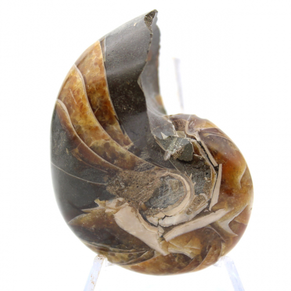 Ammonite lucidata del Madagascar - Esemplare compatto per collezionisti