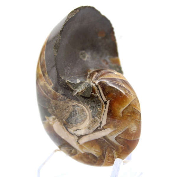 Ammonite lucidata del Madagascar - Esemplare compatto per collezionisti