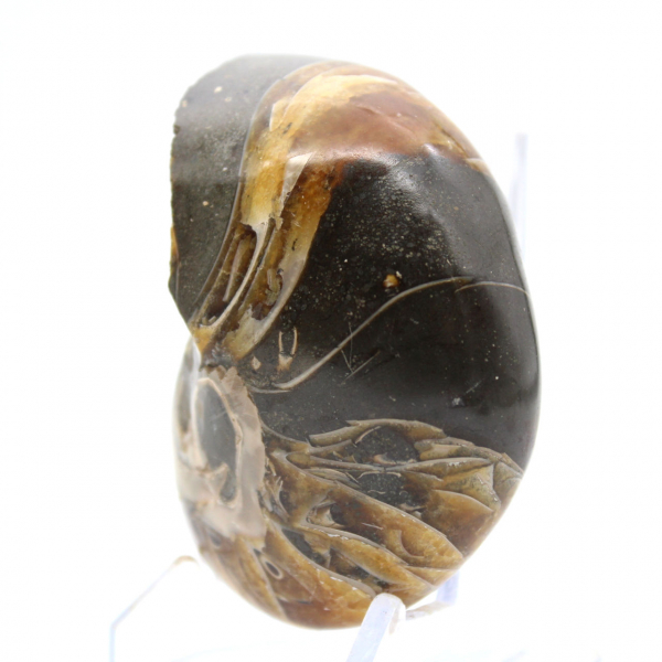 Ammonite lucidata del Madagascar - Esemplare compatto per collezionisti