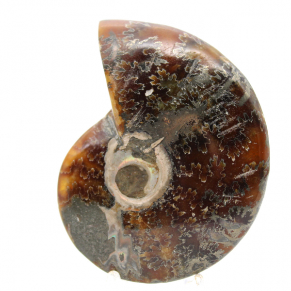 Fossile di ammonite lucidato - Oggetto decorativo naturale (70 g)