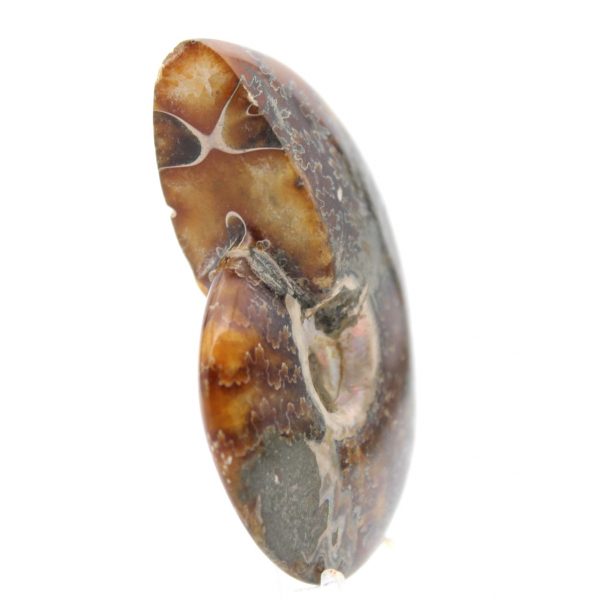 Fossile di ammonite lucidato - Oggetto decorativo naturale (70 g)