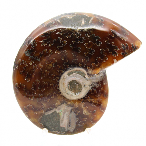 Fossile di ammonite lucidato - Oggetto decorativo naturale (70 g)