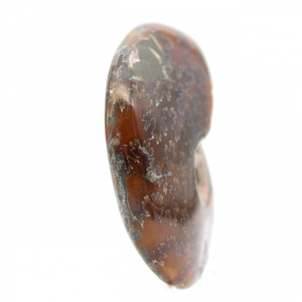 Fossile di ammonite lucidato - Oggetto decorativo naturale (70 g)