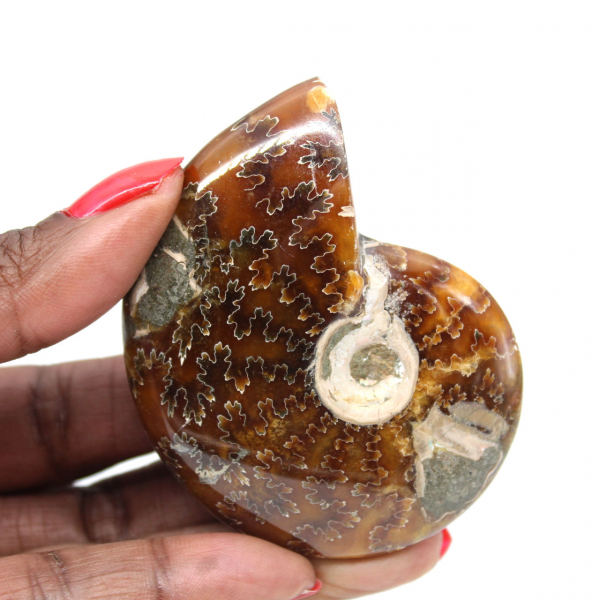 Fossile di ammonite lucidato - Oggetto decorativo naturale (70 g)