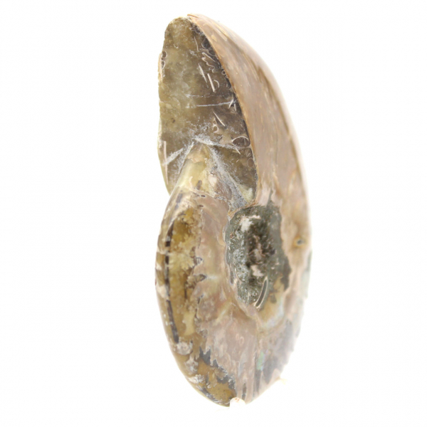 Ammonite fossile lucidata stretta - Pietra storica del Madagascar