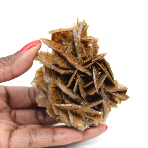 Piccola baritata marrone marocchina