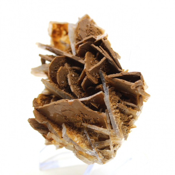 Piccola baritata marrone marocchina