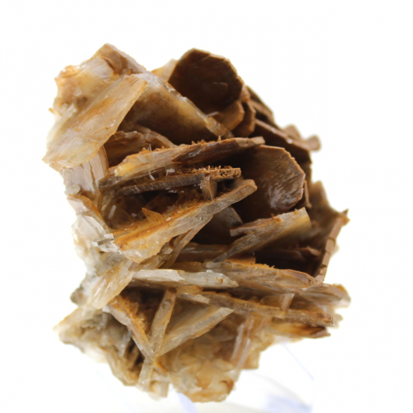 Piccola baritata marrone marocchina