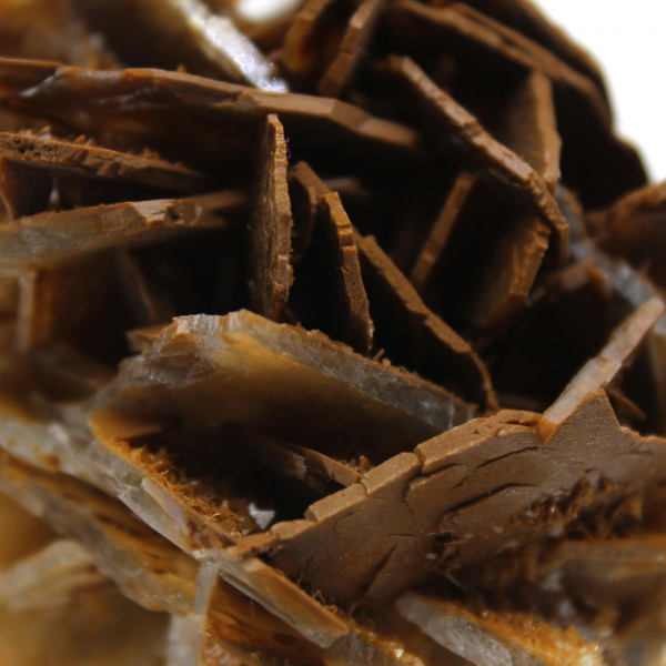 Piccola baritata marrone marocchina