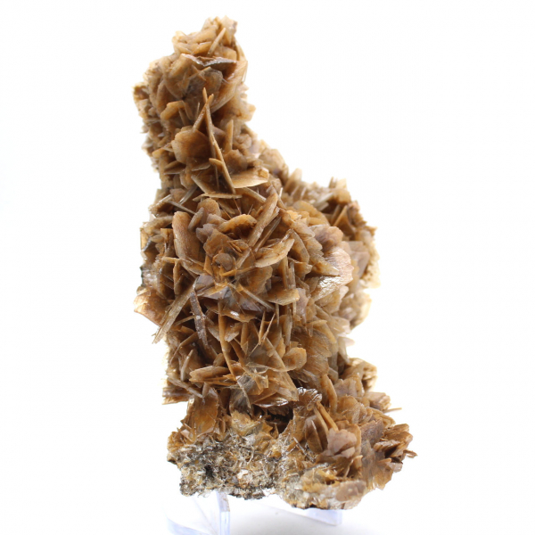 Moneta marocchina in barite con cristalli marroni