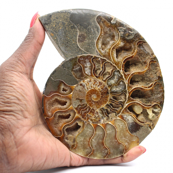 Ammonite lucidata per un'atmosfera zen – Fossile del Madagascar
