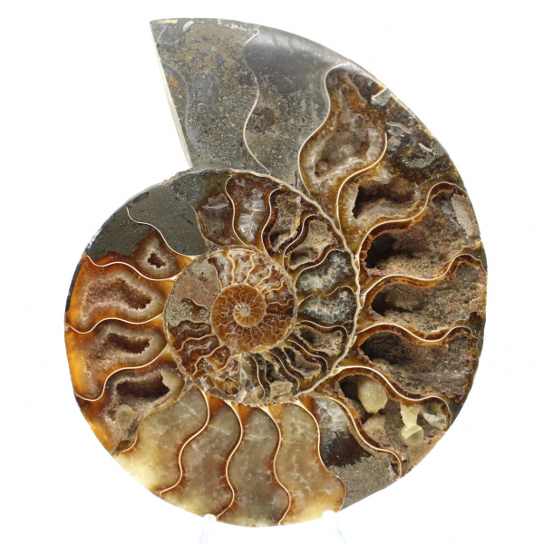 Ammonite lucidata per un'atmosfera zen – Fossile del Madagascar