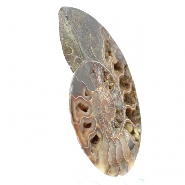Ammonite lucidata per un'atmosfera zen – Fossile del Madagascar