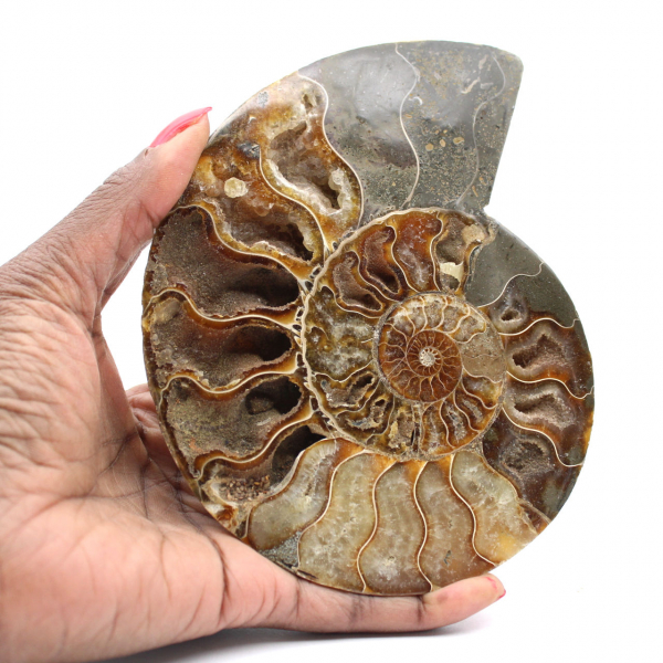 Ammonite fossile segata – Estetica e velocità vibratoria