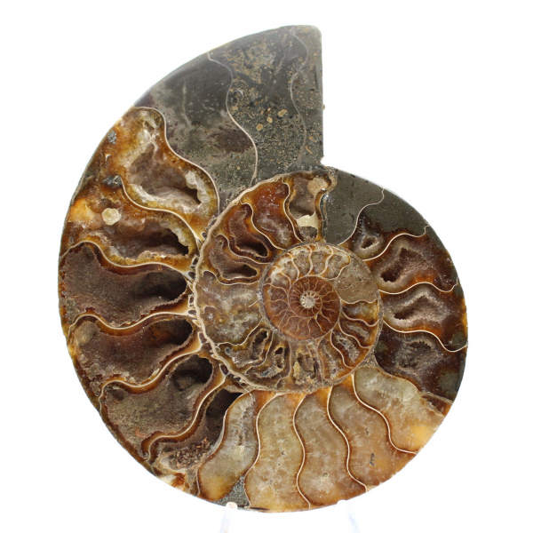 Ammonite fossile segata – Estetica e velocità vibratoria