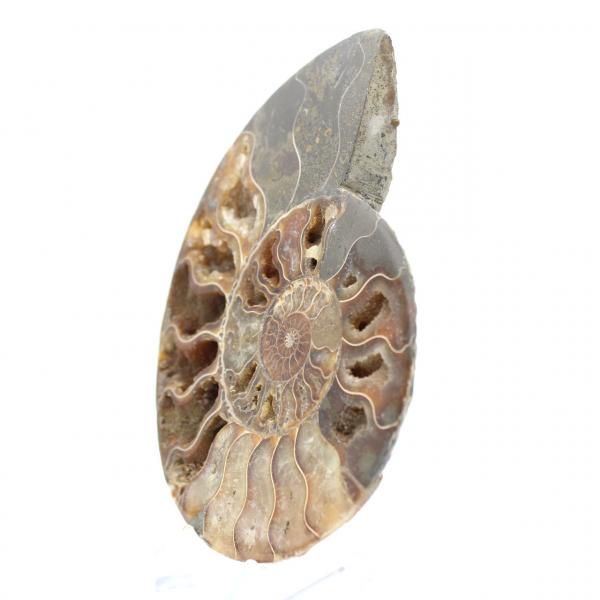 Ammonite fossile segata – Estetica e velocità vibratoria