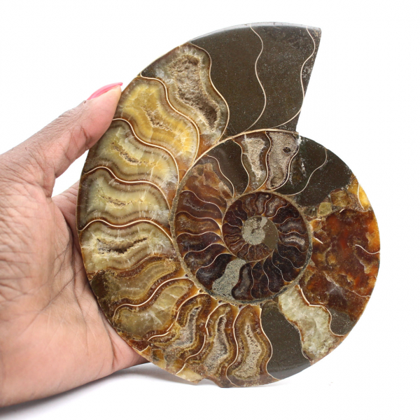 Ammonite lucidata per litoterapia e collezione – Madagascar