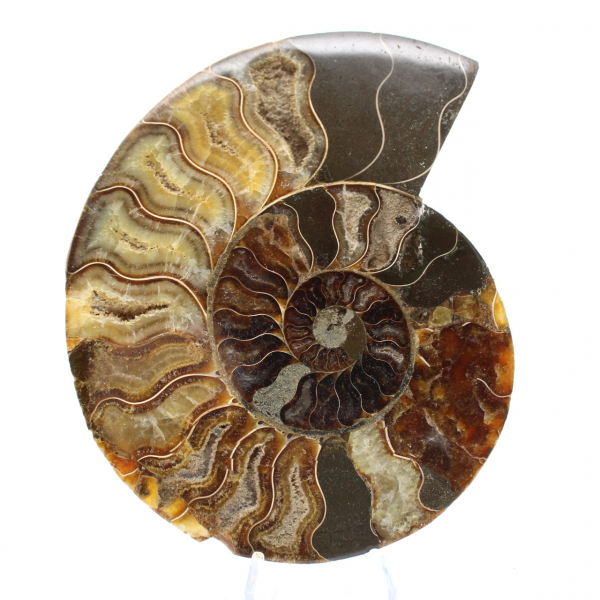 Ammonite lucidata per litoterapia e collezione – Madagascar