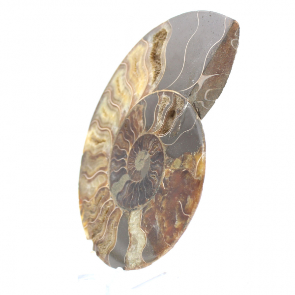 Ammonite lucidata per litoterapia e collezione – Madagascar
