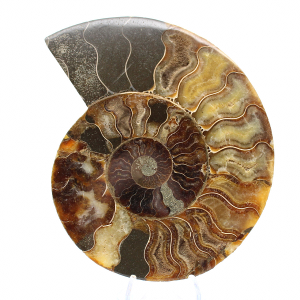 Sezione lucidata di fossile di ammonite – Geologia del Madagascar