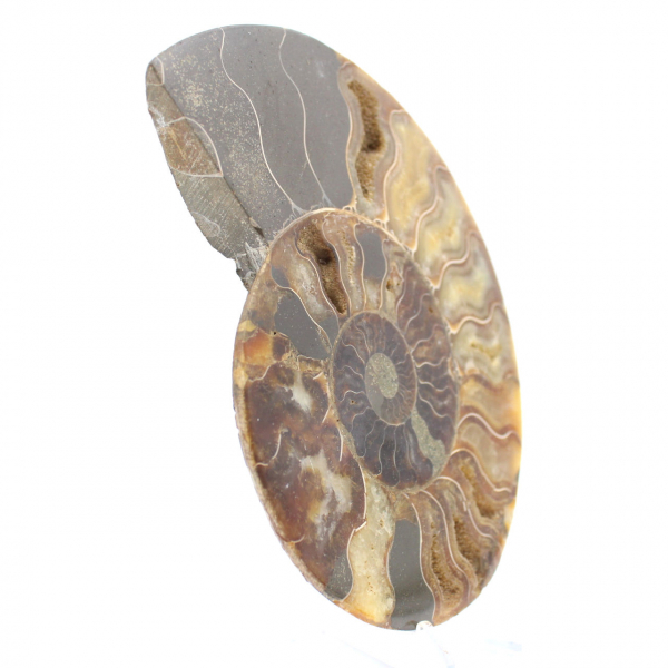 Sezione lucidata di fossile di ammonite – Geologia del Madagascar