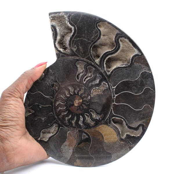 Ammonite fossile decorativa lucidata – Esemplare dal Madagascar
