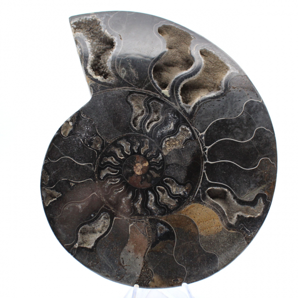 Ammonite fossile decorativa lucidata – Esemplare dal Madagascar