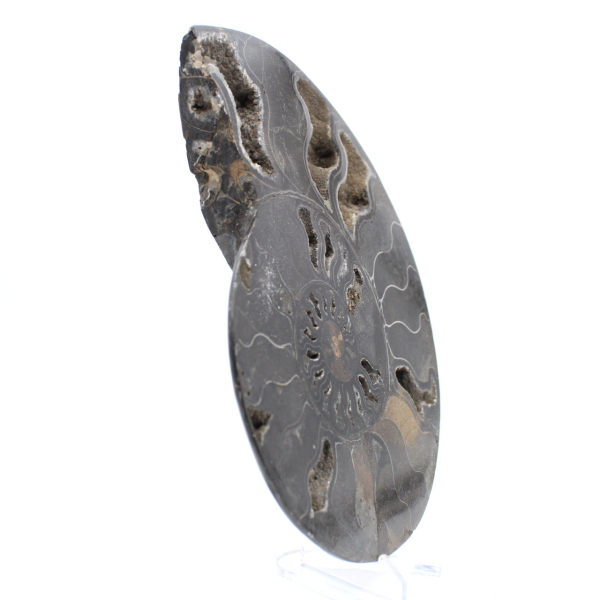 Ammonite fossile decorativa lucidata – Esemplare dal Madagascar