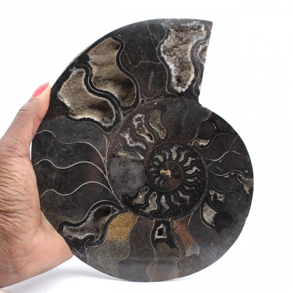 Fossile di ammonite segato e lucidato del Madagascar – Oggetto da collezione unico