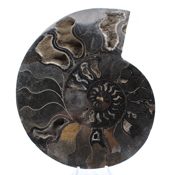 Fossile di ammonite segato e lucidato del Madagascar – Oggetto da collezione unico