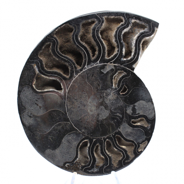 Ammonite lucidata per collezionisti esigenti: fossile autentico