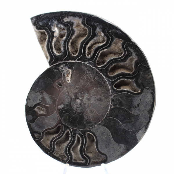Decorazione naturale fossile di ammonite - Esemplare unico