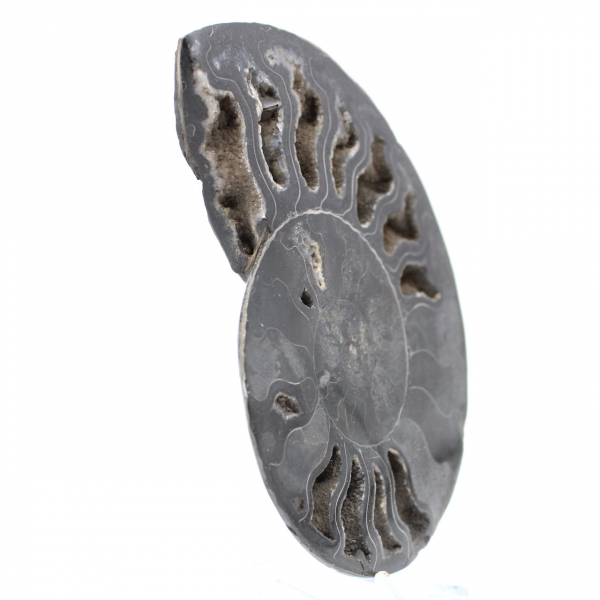 Decorazione naturale fossile di ammonite - Esemplare unico