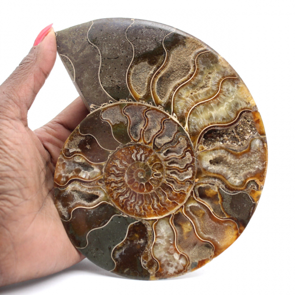 Decorazione per soggiorno con fossili di ammonite – Esemplare geologico grezzo/lucidato