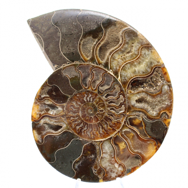 Decorazione per soggiorno con fossili di ammonite – Esemplare geologico grezzo/lucidato