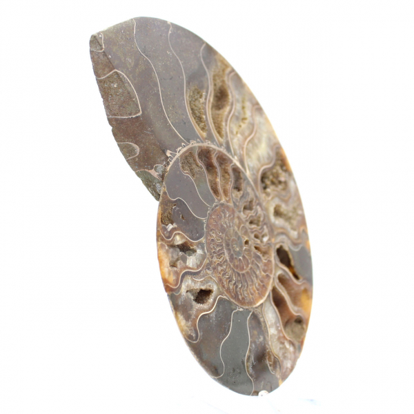 Decorazione per soggiorno con fossili di ammonite – Esemplare geologico grezzo/lucidato