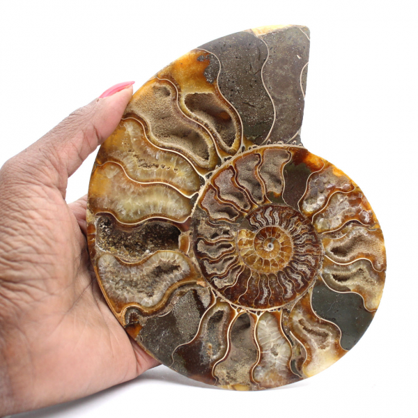 Grande ammonite fossile a spirale lucidata – Decorazione storica