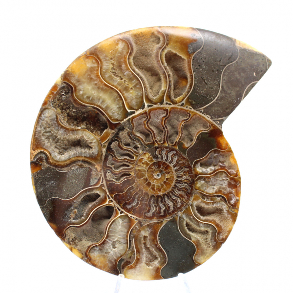 Grande ammonite fossile a spirale lucidata – Decorazione storica