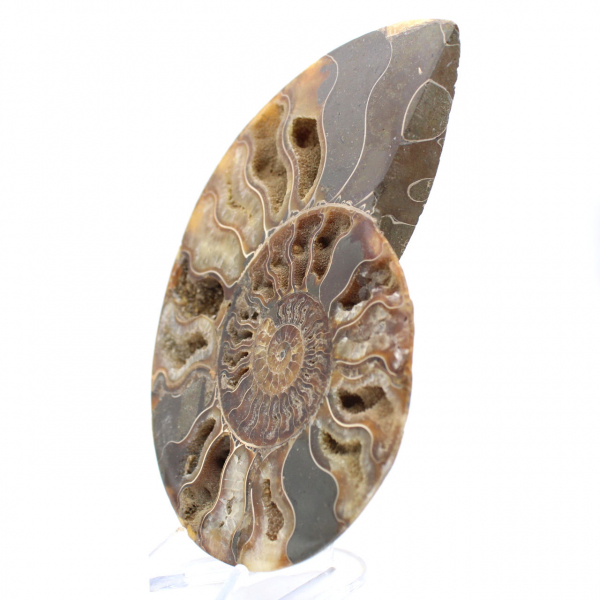 Grande ammonite fossile a spirale lucidata – Decorazione storica
